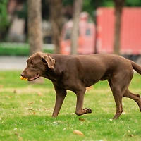 Arm & Hammer® Ez Clean 360 Dental Tool & Toothpaste For Small Dogs