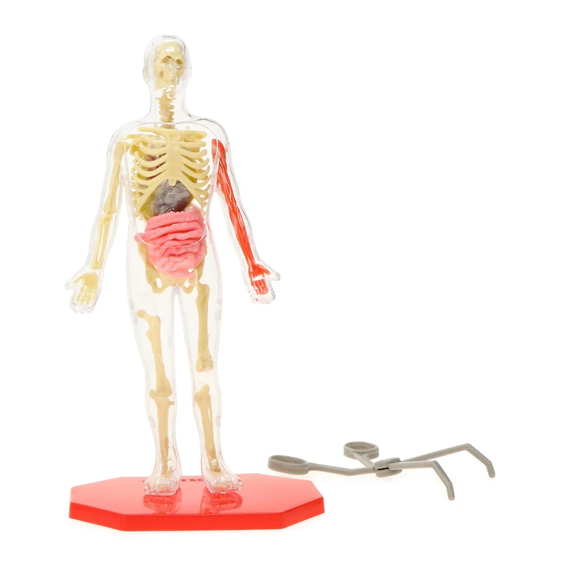 science squad® human model with skeleton & squishy anatomy