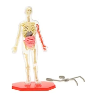 science squad® human model with skeleton & squishy anatomy