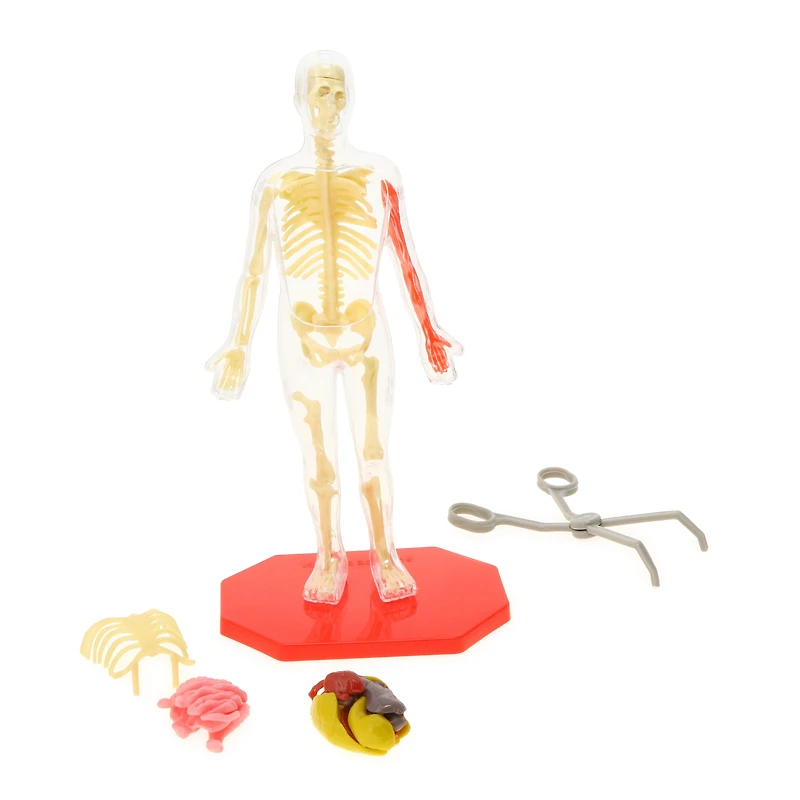 science squad® human model with skeleton & squishy anatomy