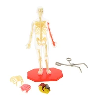 science squad® human model with skeleton & squishy anatomy