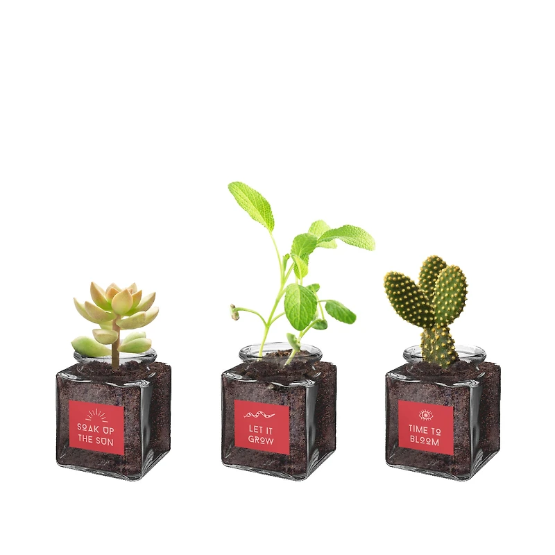 'energize' complete grow kit with jars - cactus, succulent, sage