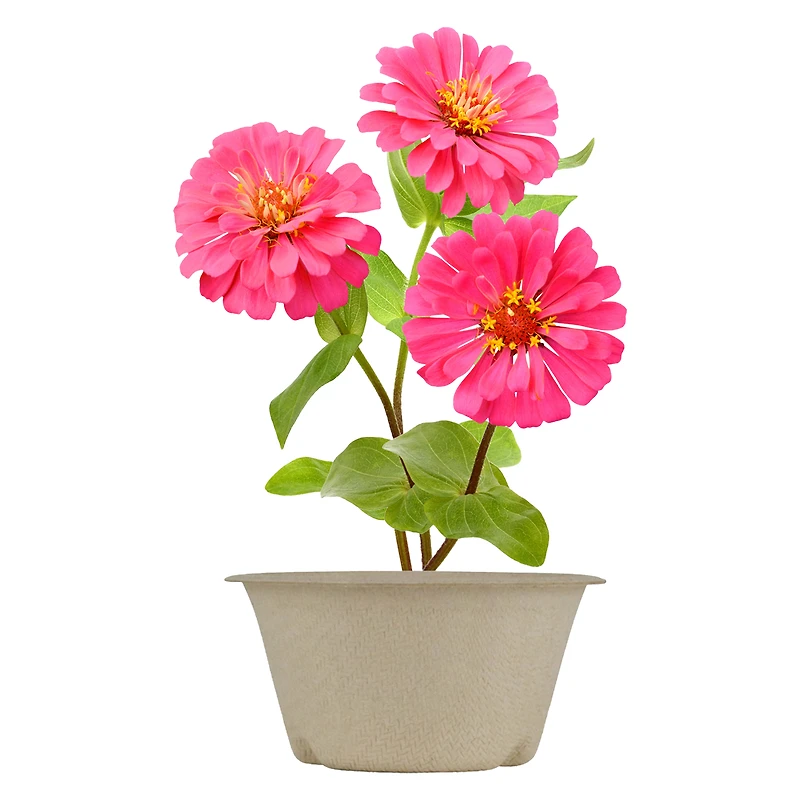 'save the bees' pollinator grow kit