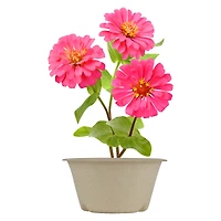 'save the bees' pollinator grow kit