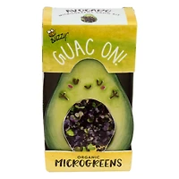 organic microgreens grow kit w/ avocado pot
