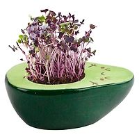 organic microgreens grow kit w/ avocado pot