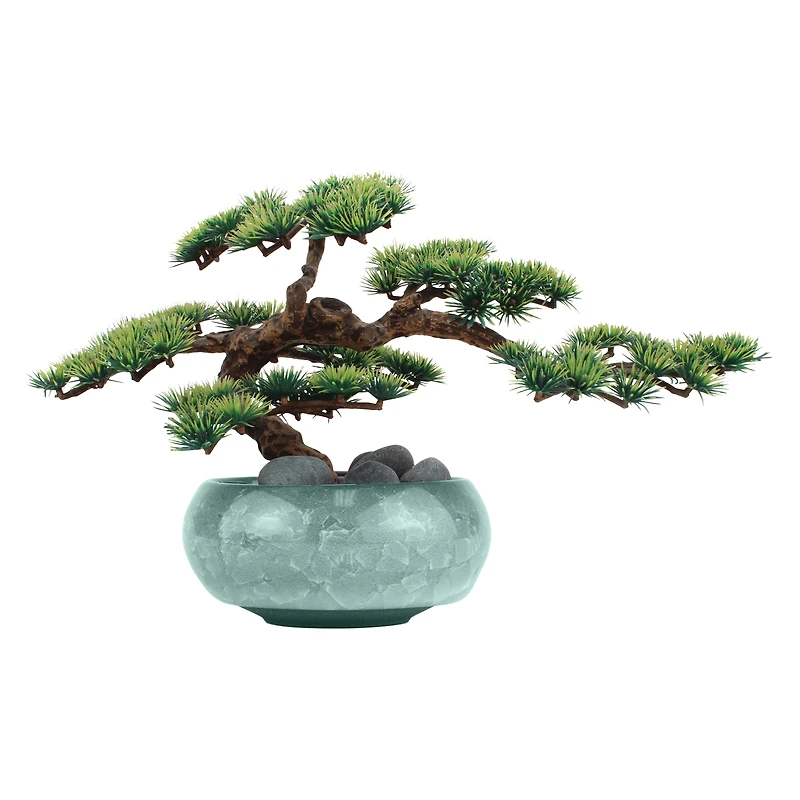 potted bonsai grow kit