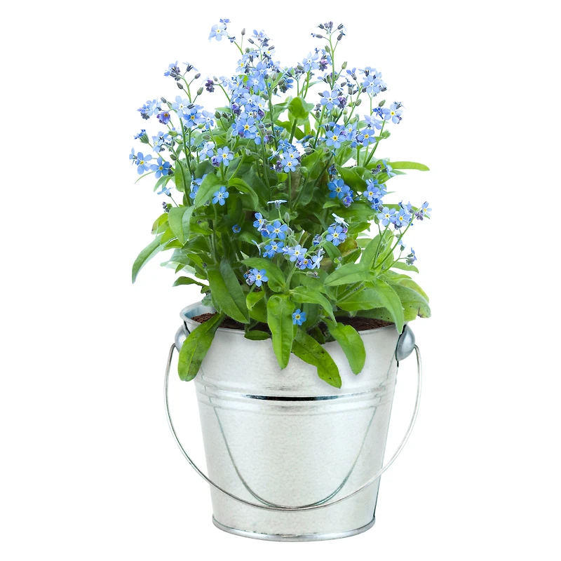 buzzy® pail grow kit