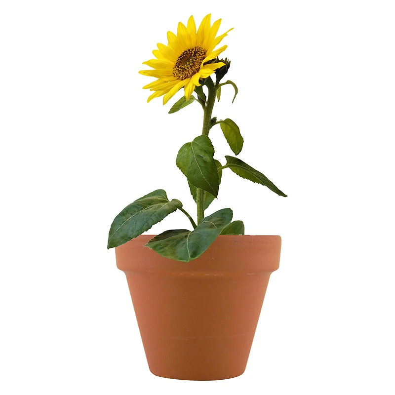 Mini Potted Plant Grow Kit - Sunflower