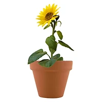 Mini Potted Plant Grow Kit - Sunflower