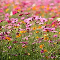 Buzzy® Non-Gmo Seed Packet - Wildflower