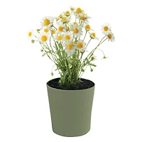 bamboo potted plant grow kit