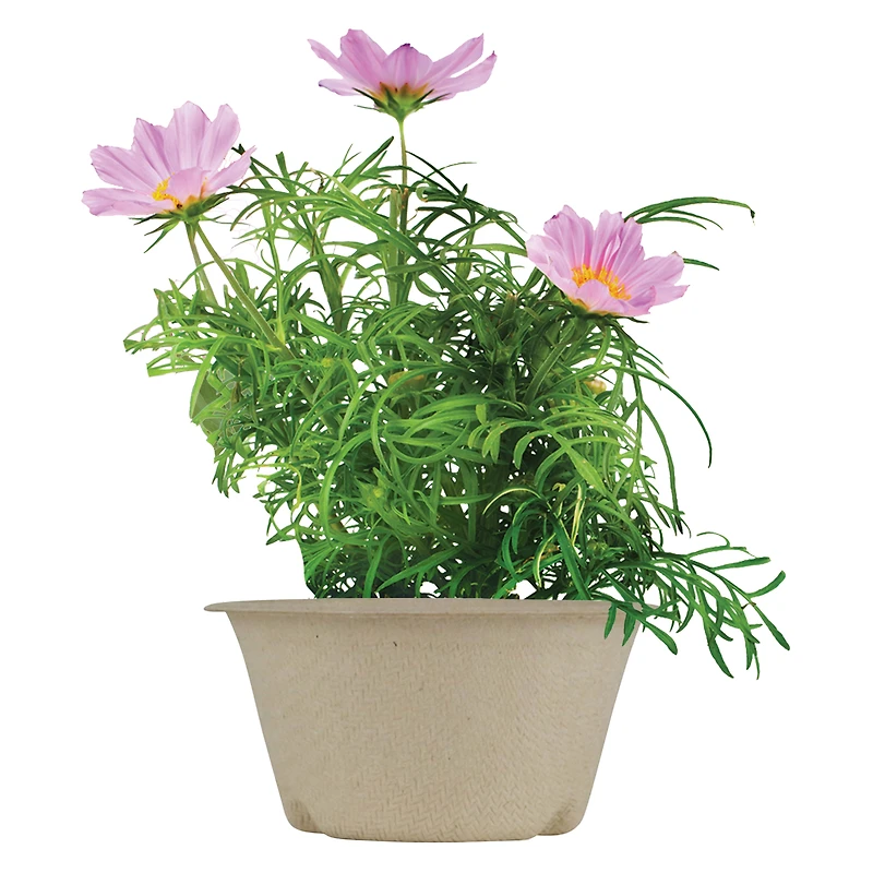 buzzy® 'save the bees' pollinator kit