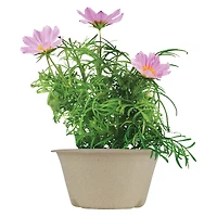 buzzy® 'save the bees' pollinator kit