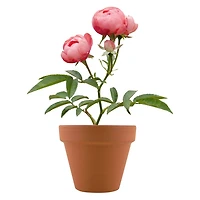 Mini Potted Plant Grow Kit - Mini Rose