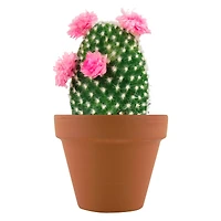 mini potted plant grow kit