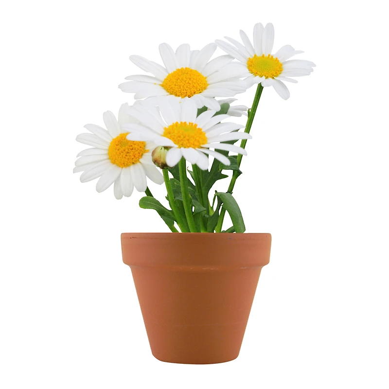 Mini Potted Plant Grow Kit - Daisy