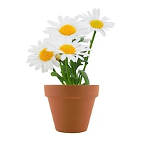 Mini Potted Plant Grow Kit - Daisy