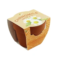 Mini Plant Grow Kit With Terra Cotta Pot