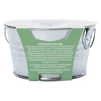 Buzzy® Spruce Complete Grow Kit