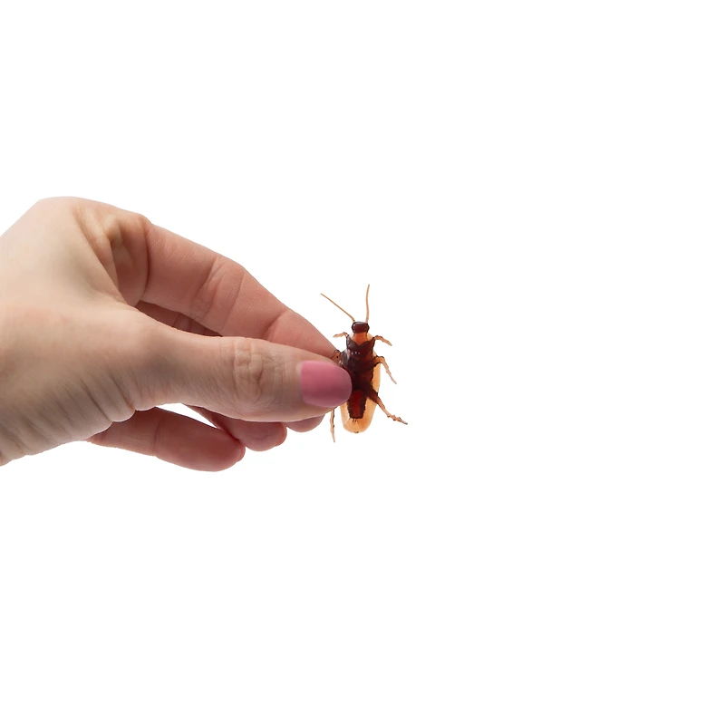 Strangely Fun! Fake Cockroaches 20-Pack