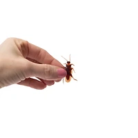 Strangely Fun! Fake Cockroaches 20-Pack
