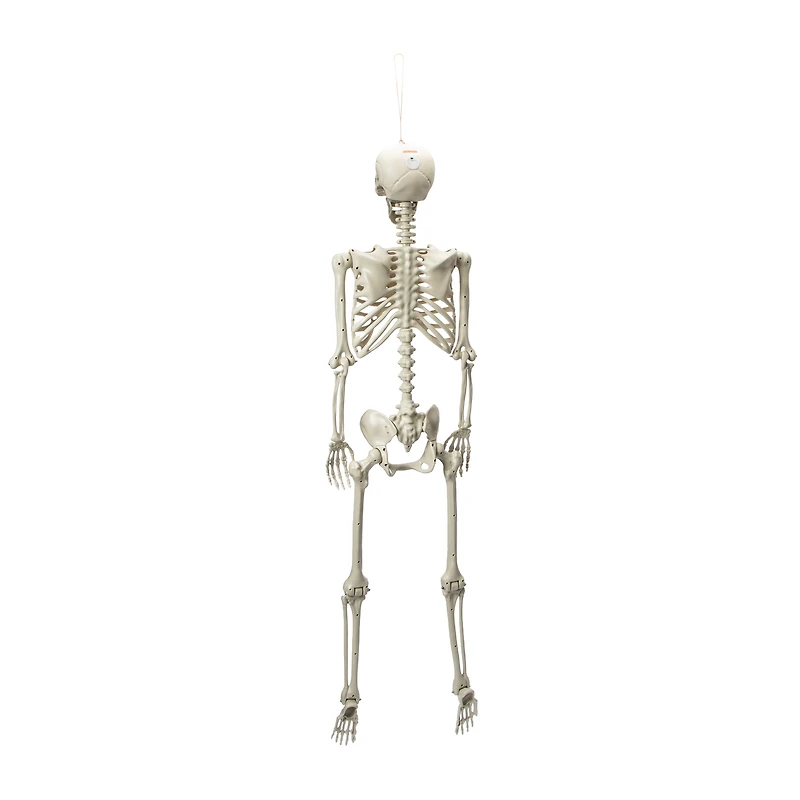 Halloween Light-Up Skeleton