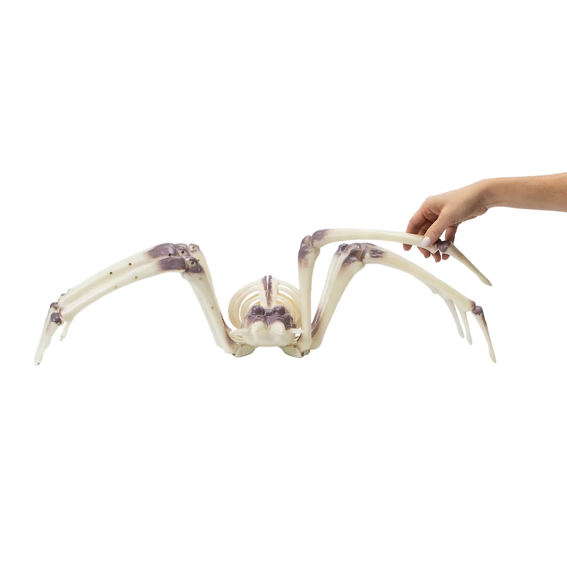 Halloween XL Skeleton Spider