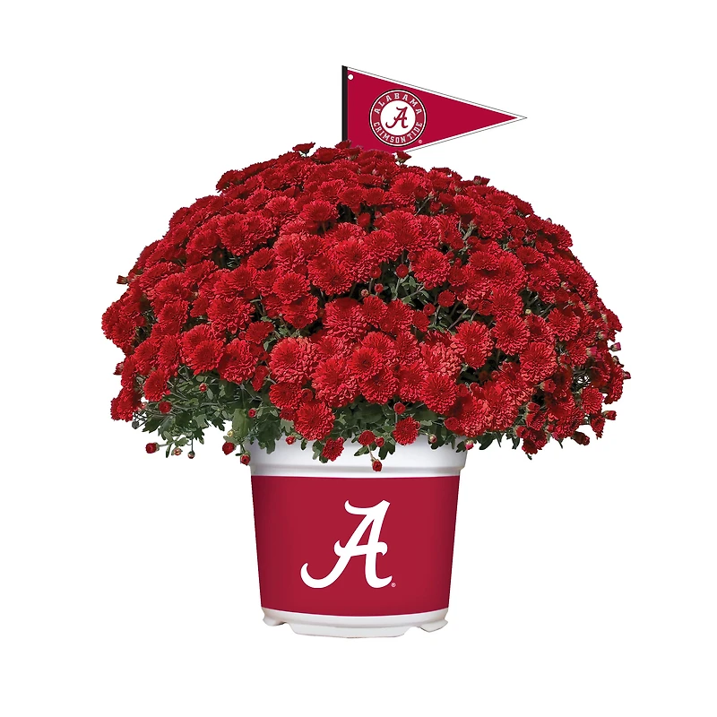 Alabama Crimson Tide Team Color Mum