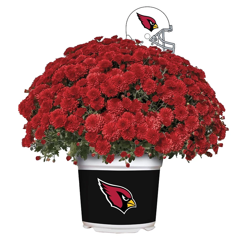Arizona Cardinals Team Color Mum