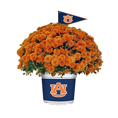 Auburn Tigers Team Color Mum
