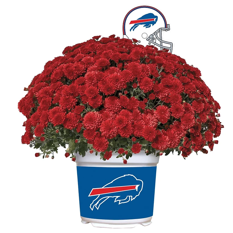 Buffalo Bills Team Color Mum