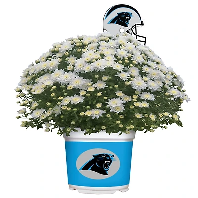 Carolina Panthers Team Color Mum