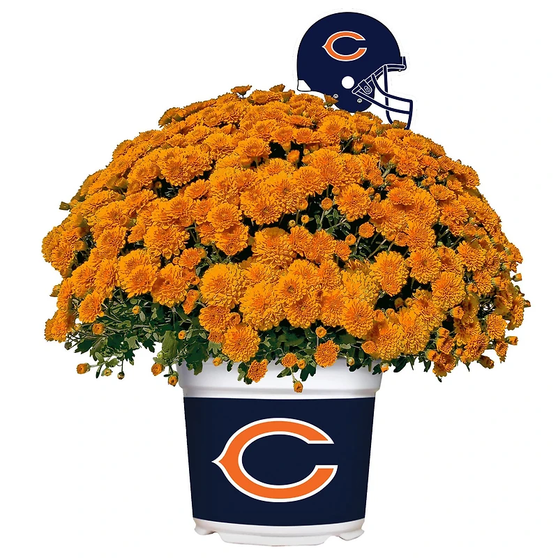 Chicago Bears Team Color Mum