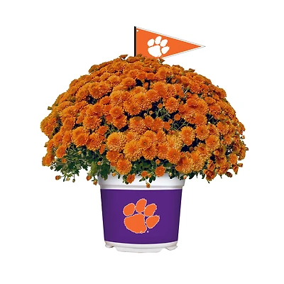 Clemson Tigers Team Color Mum