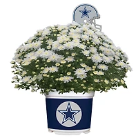 Dallas Cowboys Team Color Mum