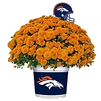 Denver Broncos Team Color Mum