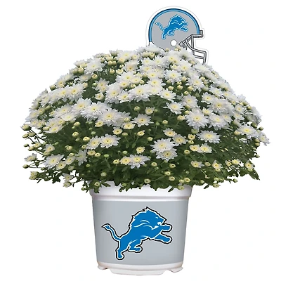 Detroit Lions Team Color Mum
