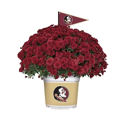 Florida State Seminoles Team Color Mum