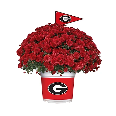 Georgia Bulldogs Team Color Mum
