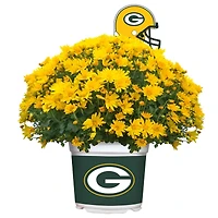 Green Bay Packers Team Color Mum