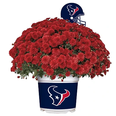 Houston Texans Team Color Mum