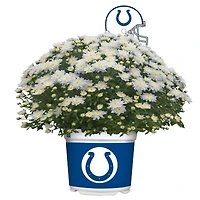 Indianapolis Colts Team Color Mum