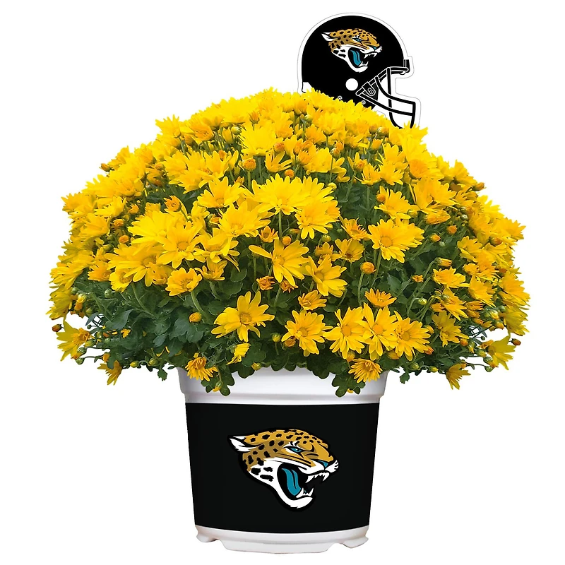 Jacksonville Jaguars Team Color Mum