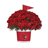 Louisville Cardinals Team Color Mum