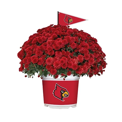 Louisville Cardinals Team Color Mum