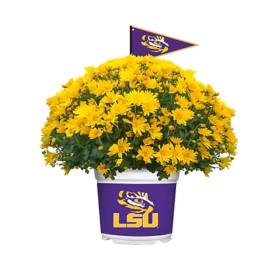 LSU Tigers Team Color Mum