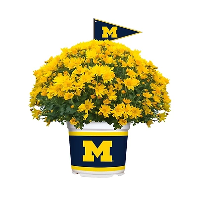 Michigan Wolverines Team Color Mum