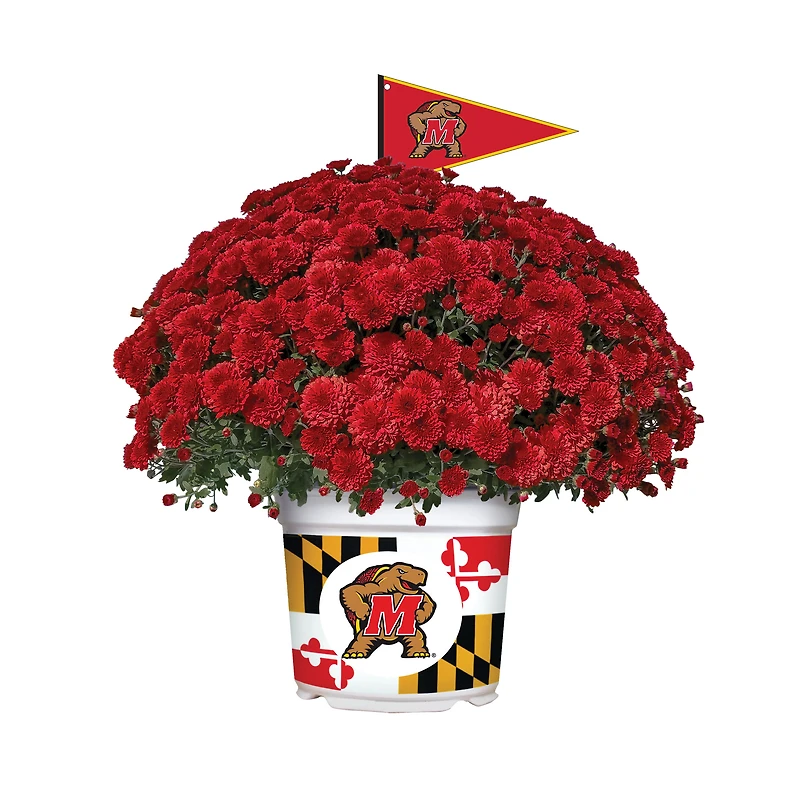 Maryland Terrapins Team Color Mum