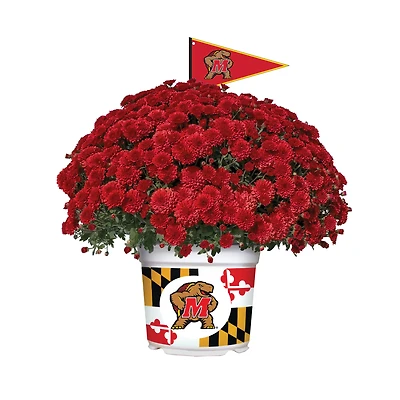 Maryland Terrapins Team Color Mum